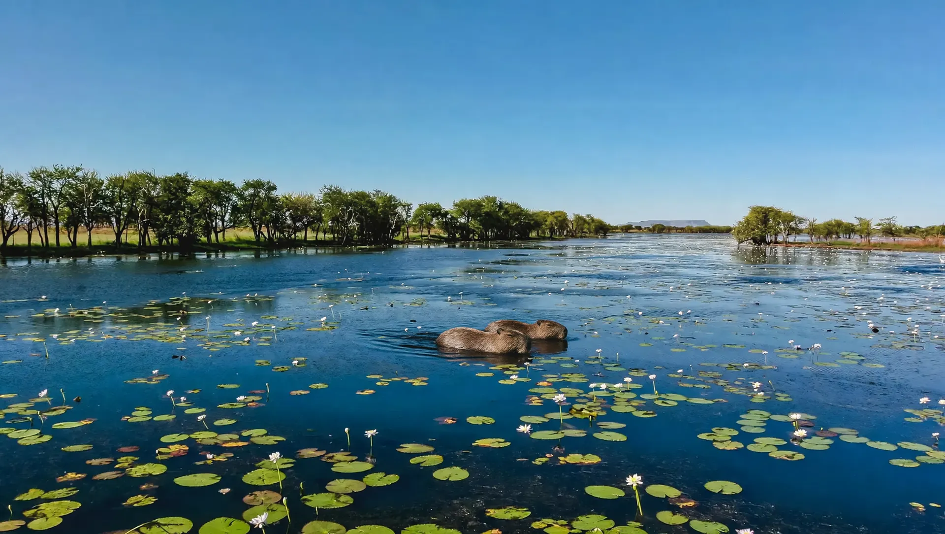 Águas do Pantanal com vegetação aquática: pintado proteção em pauta na COP15 da América do Sul