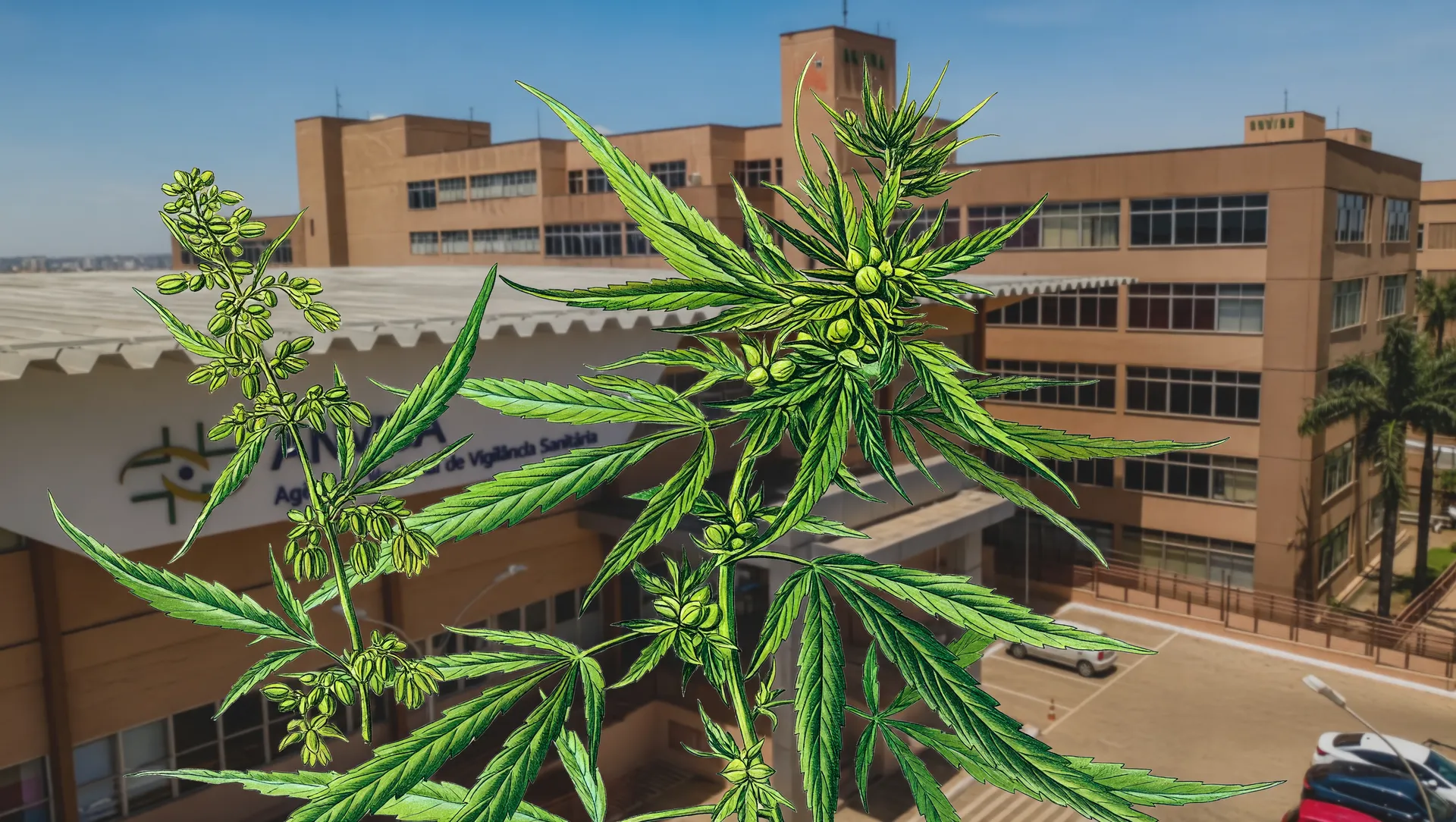 Planta de cannabis medicinal com perspectiva da Anvisa para prescrição simplificada regulatória