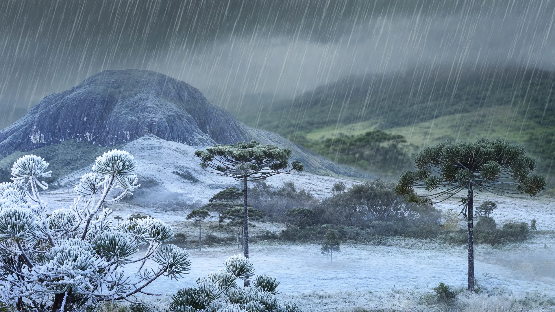 Onda de frio e geada: paisagem do sul brasil coberta de cristais de gelo e vegetação gelada