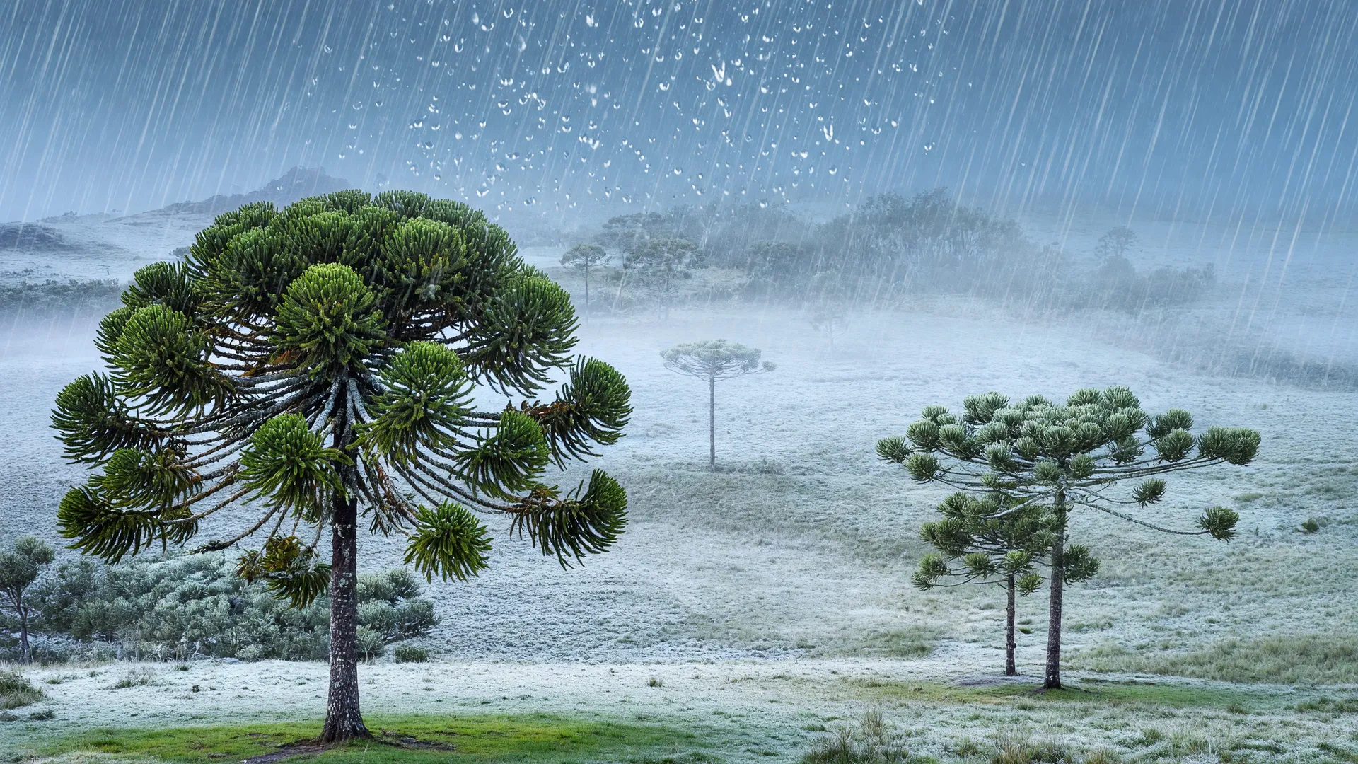 Onda de frio geada sul: paisagem montanhosa coberta por manto branco de geada