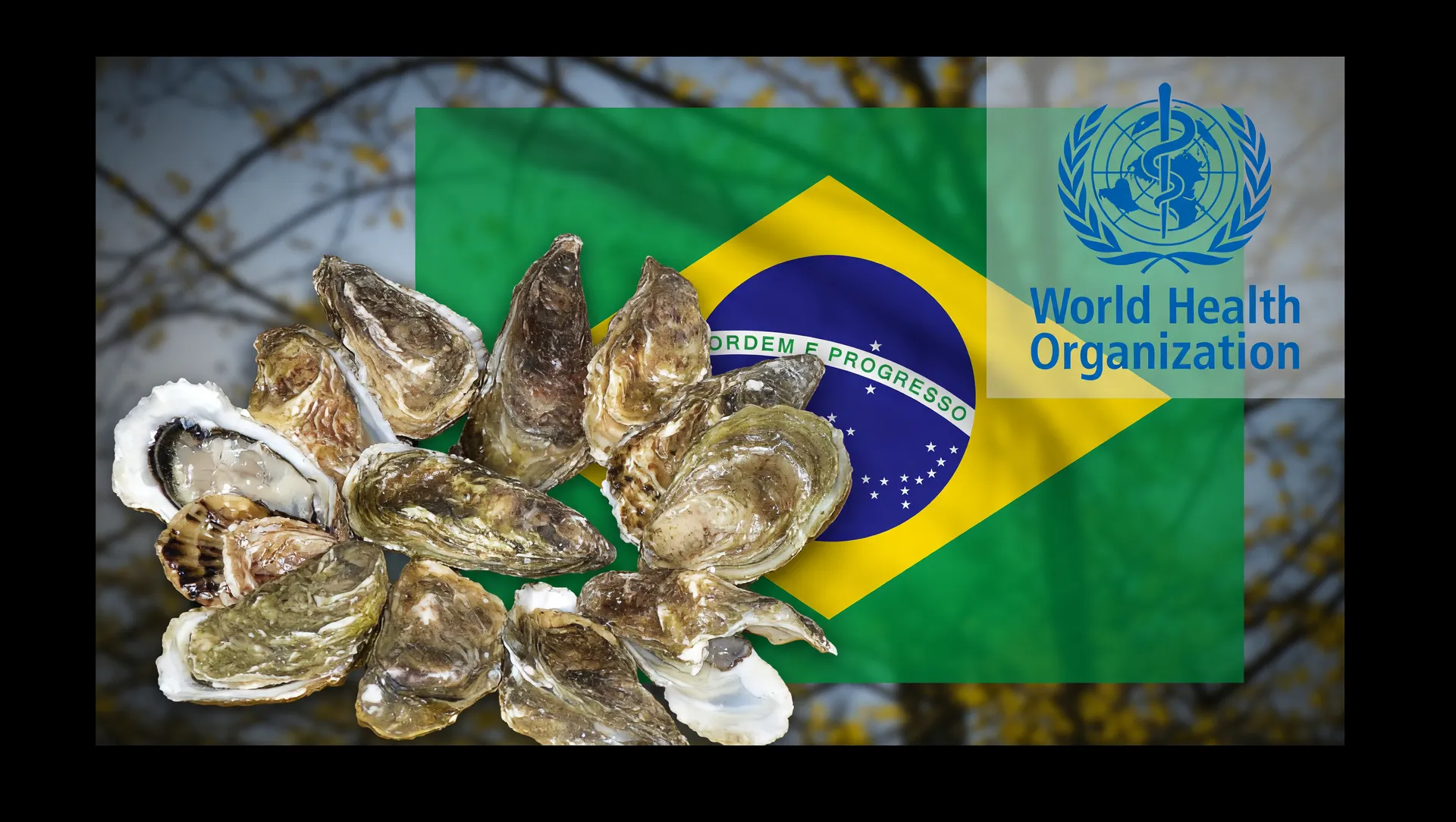 Ostras abertas dispostas com bandeira brasileira e símbolo da OMS representando a superbactéria em ostras no Brasil