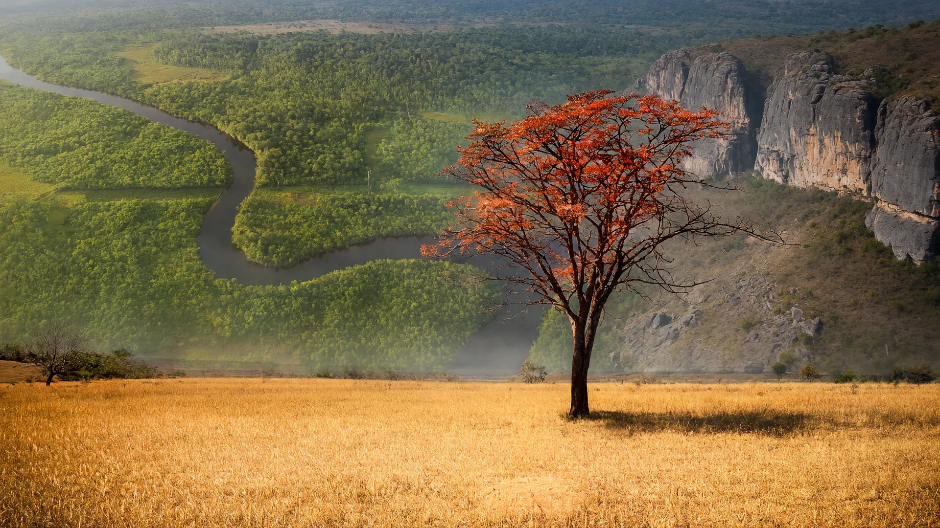 Cerrado seco simboliza área queimada no Brasil 2025, com floresta amazônica preservada contrastando ao fundo.