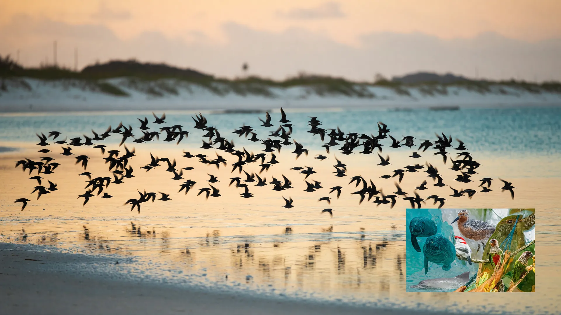 Bando de aves migratórias no litoral brasileiro ao entardecer, símbolo dos corredores de descanso protegidos