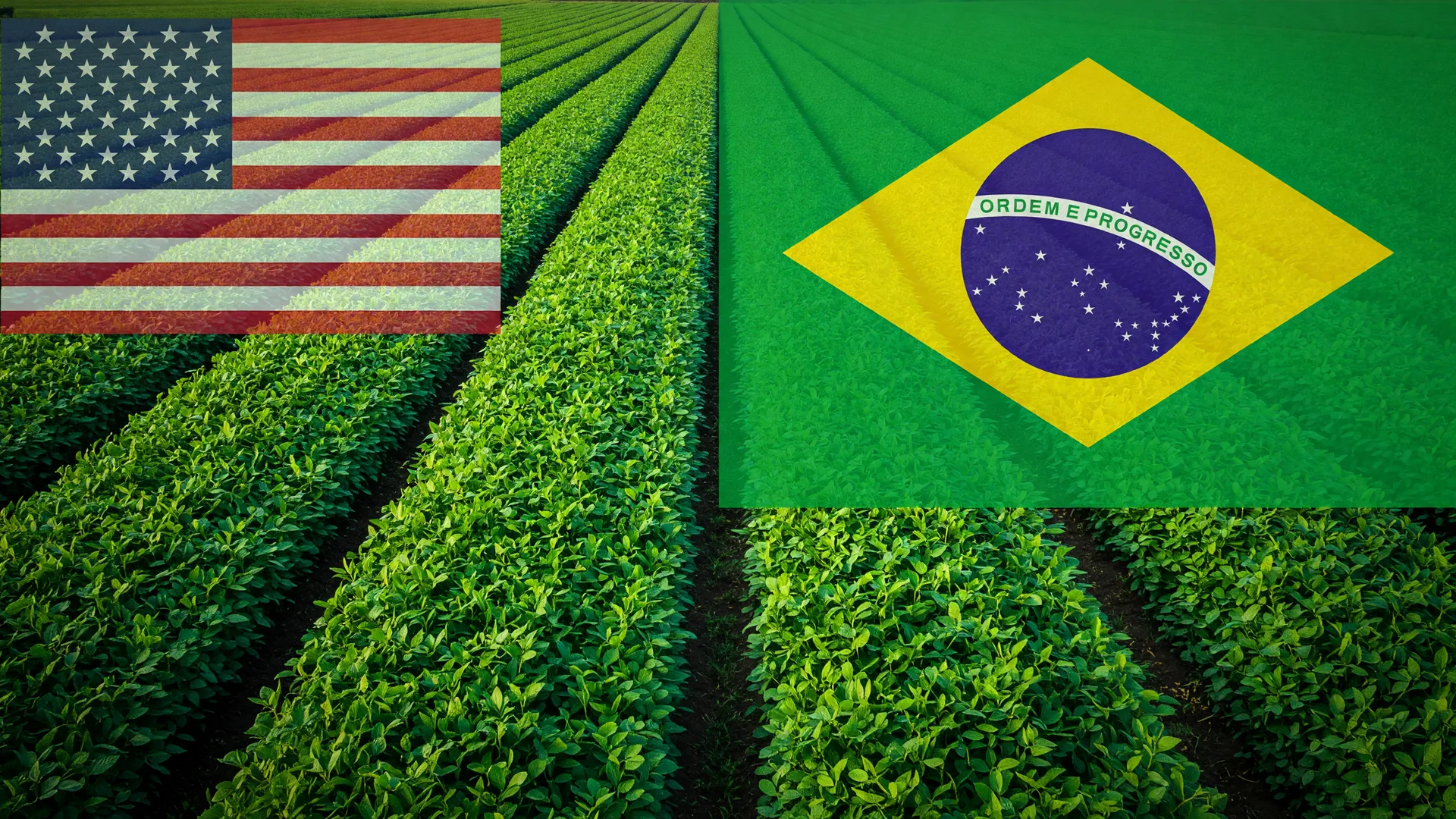 Campo de soja verde com bandeiras do Brasil e dos EUA, simbolizando disputa pelo maior exportador agrícola do mundo