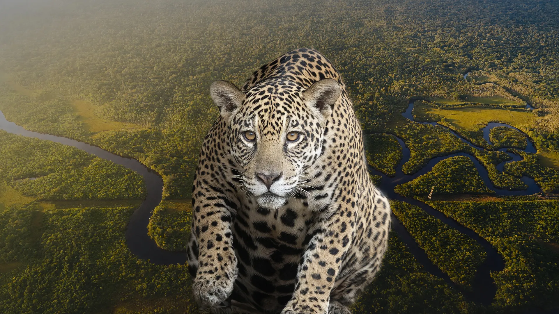 Onça-pintada fêmea à beira de rio na Amazônia, simbolizando a queda de fêmeas de onça-pintada na região
