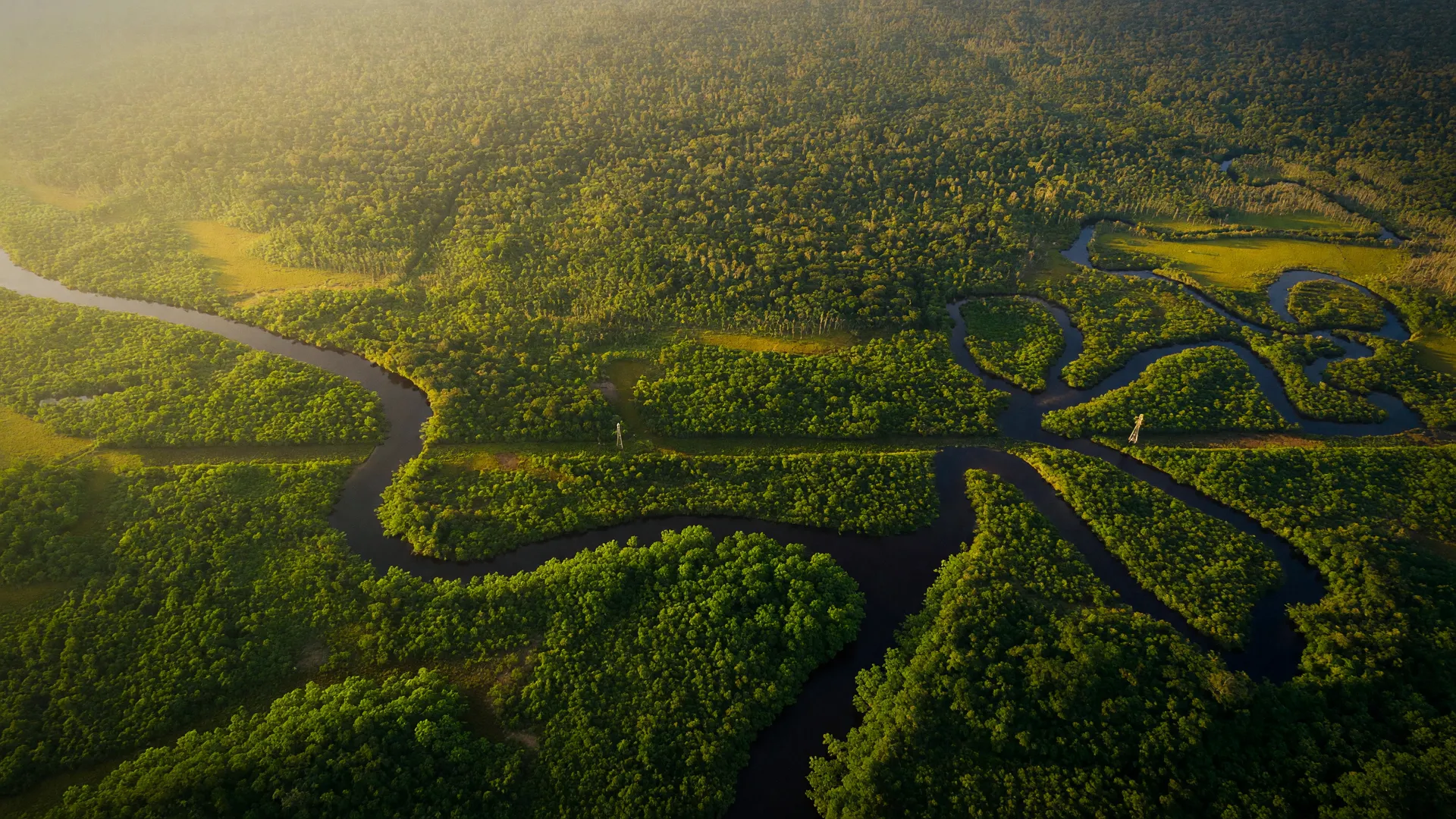 Vista aérea da floresta amazônica com rios sinuosos, representando as árvores que regeneram a Amazônia após o desmatamento