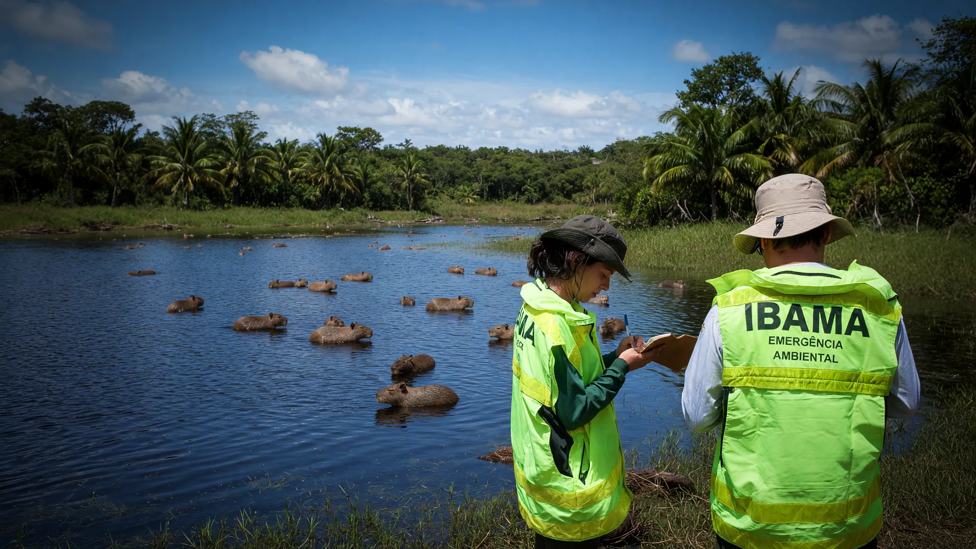 Pantanal ameaçado: desmatamento ameaça harpia no Pantanal com licenças ilegais de mineradoras