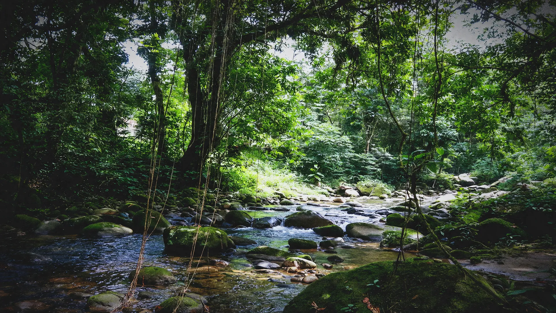 Densa floresta da Mata Atlântica com riacho cristalino, cenário onde nova espécie de planta descoberta intrigou cientistas