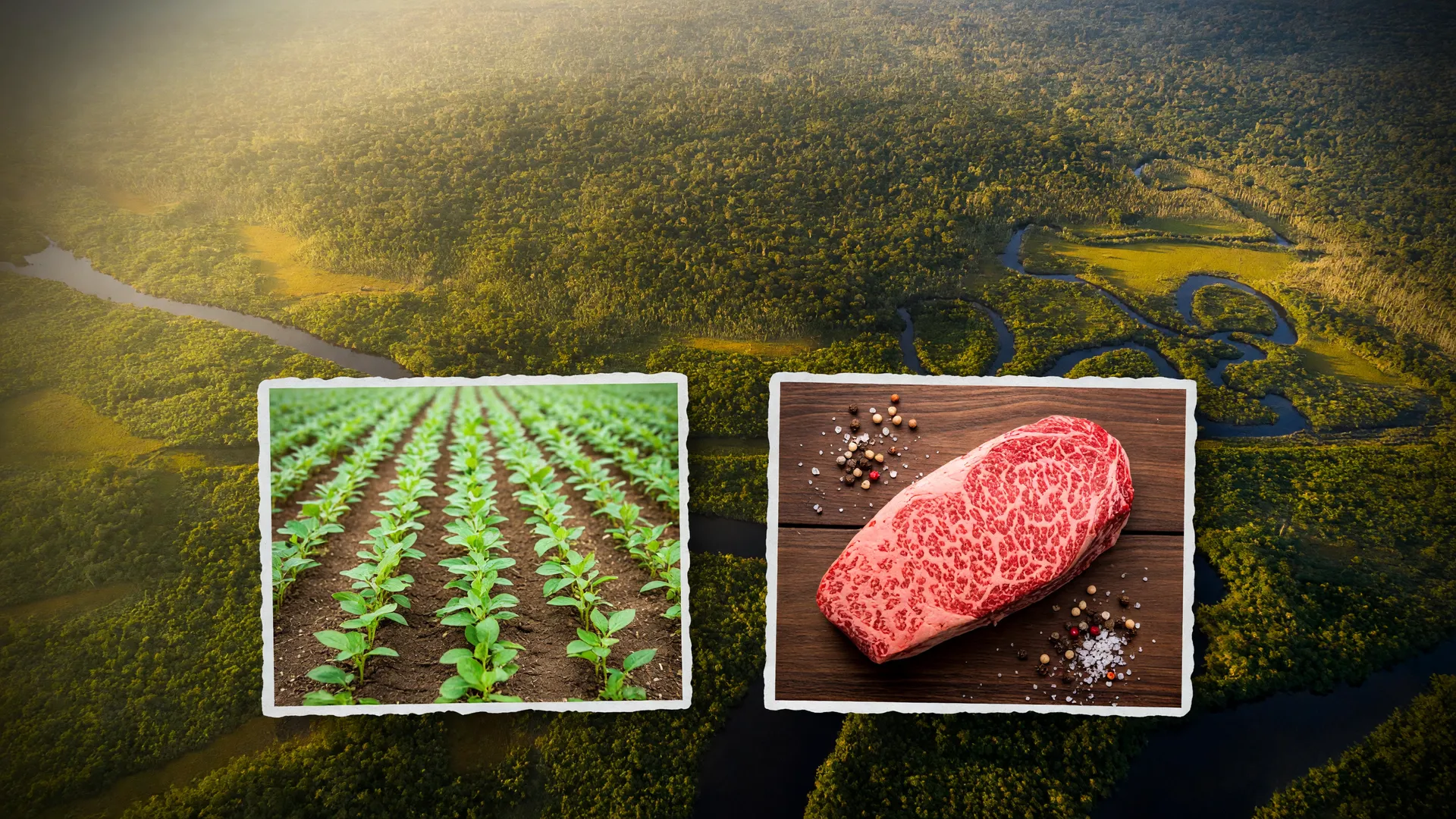 Floresta amazônica ao fundo com soja e carne em primeiro plano, tema de rastreabilidade de soja e carne