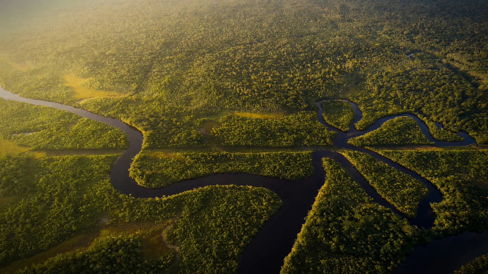 Vista aérea da Amazônia com rios sinuosos: estudo questiona se tamanho da área protegida garante biodiversidade
