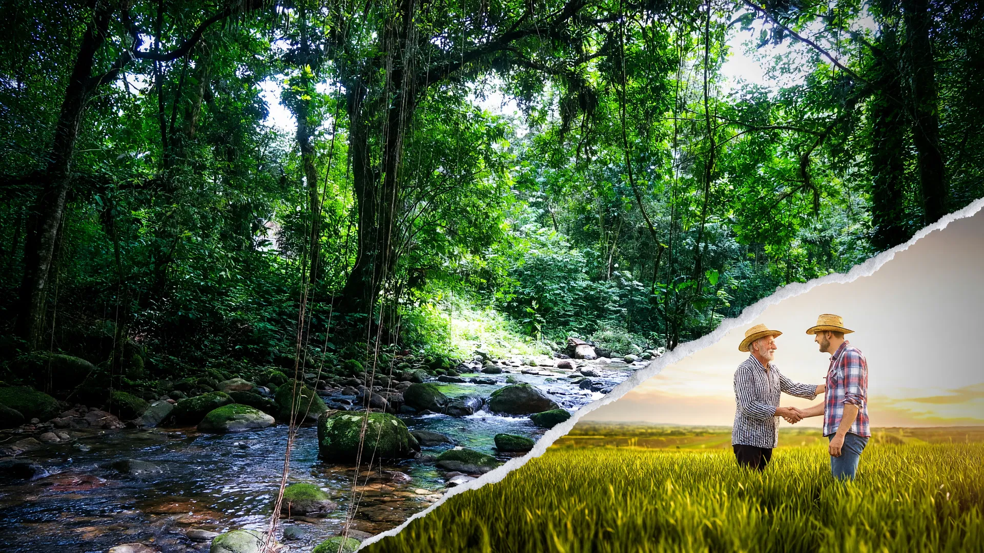 Mata Atlântica preservada e produtores rurais em conflito sobre unidade de conservação muriquis Paraná