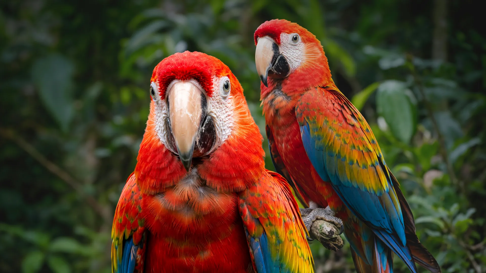 Araracanga em close-up na floresta amazônica ilustra pesquisa sobre adoção de filhotes de araras no Peru