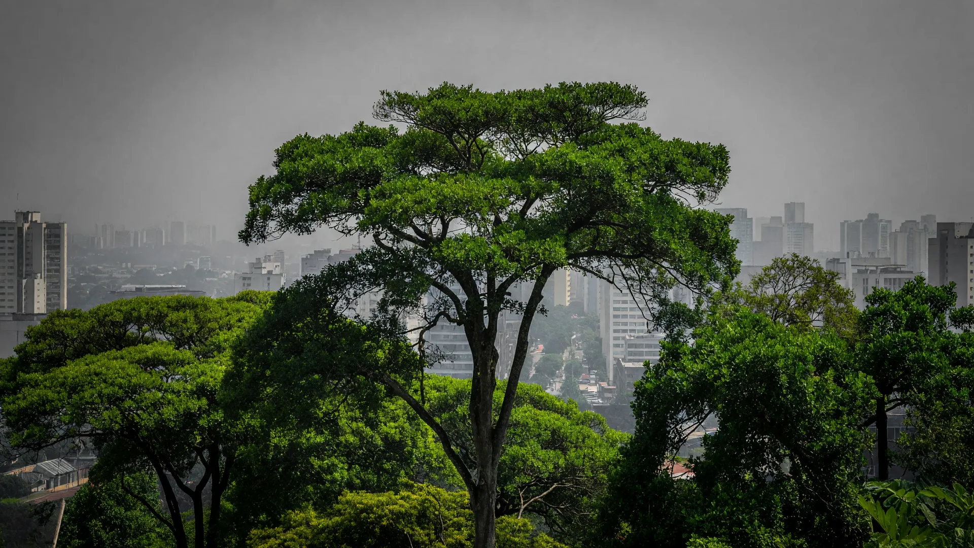 Árvores resistentes à poluição do ar contrastam com a névoa cinza do ambiente urbano de São Paulo