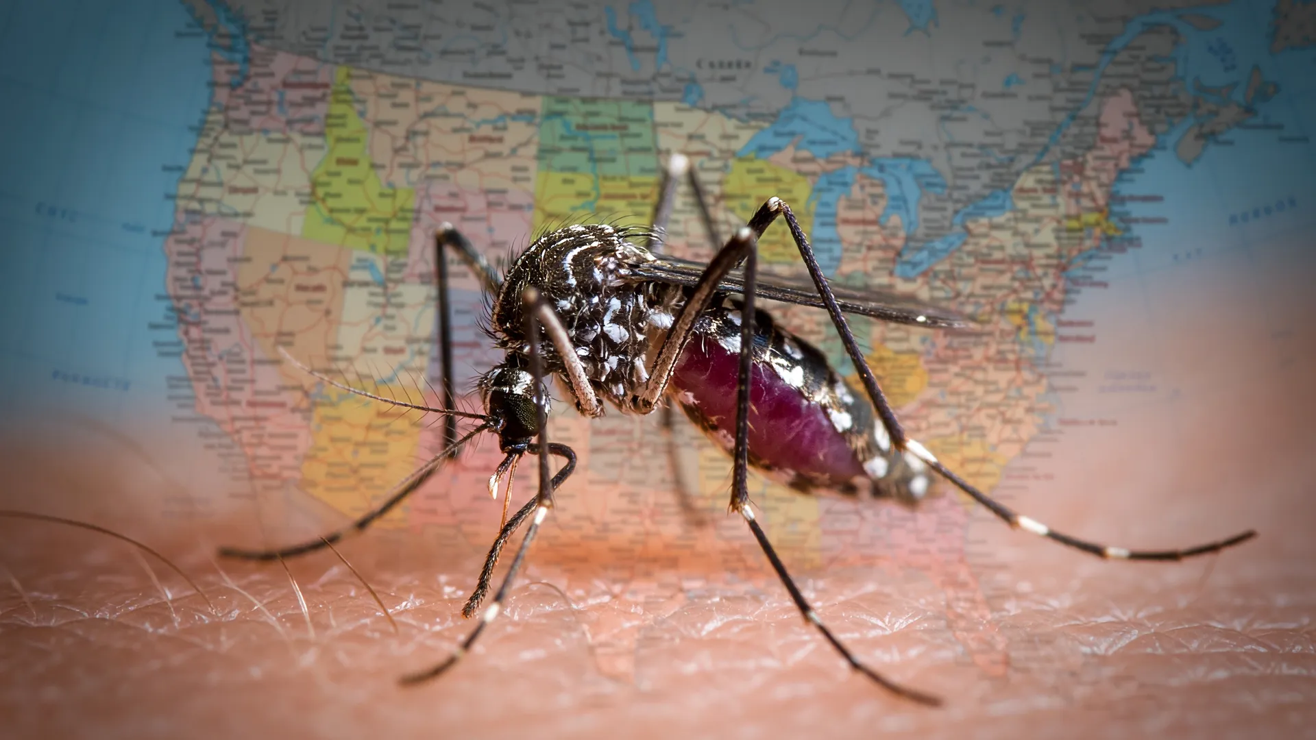 Aedes aegypti picando a pele humana simboliza o avanço da dengue nos EUA, com mapa do país ao fundo