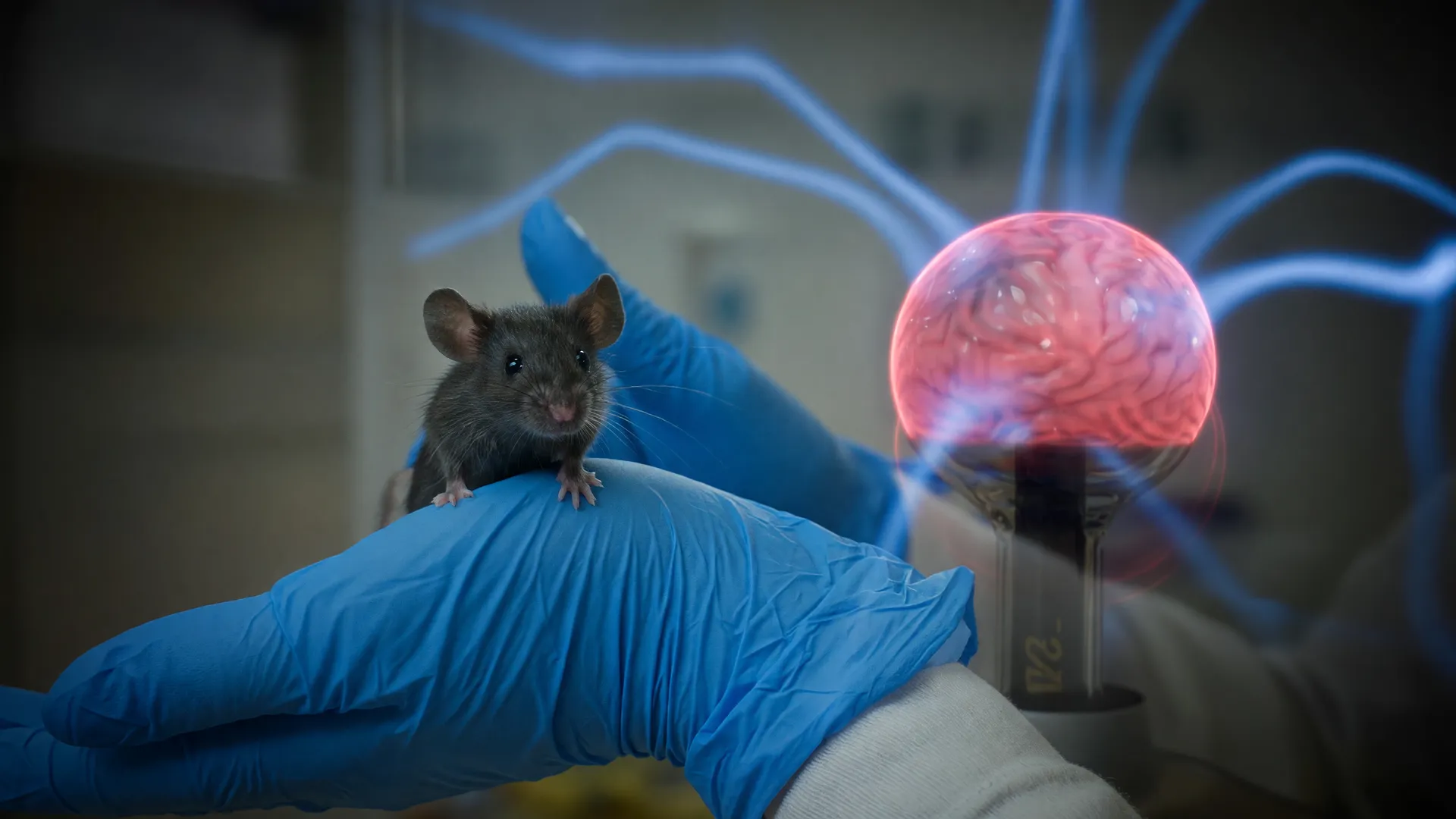 Camundongo de laboratório e modelo de cérebro humano ilustram pesquisa com camundongos com cérebro humano