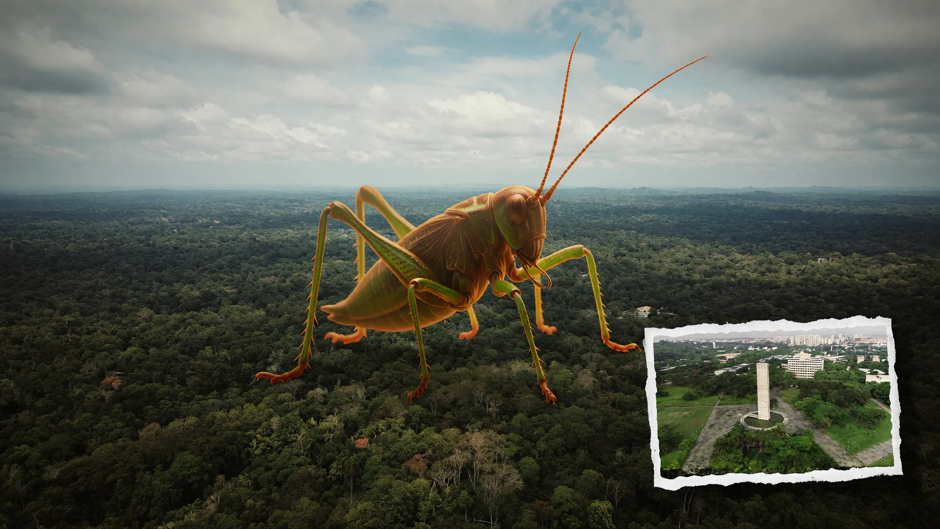 Grilo estilizado sobre a Amazônia representa estudo da USP sobre a evolução da comunicação dos grilos.