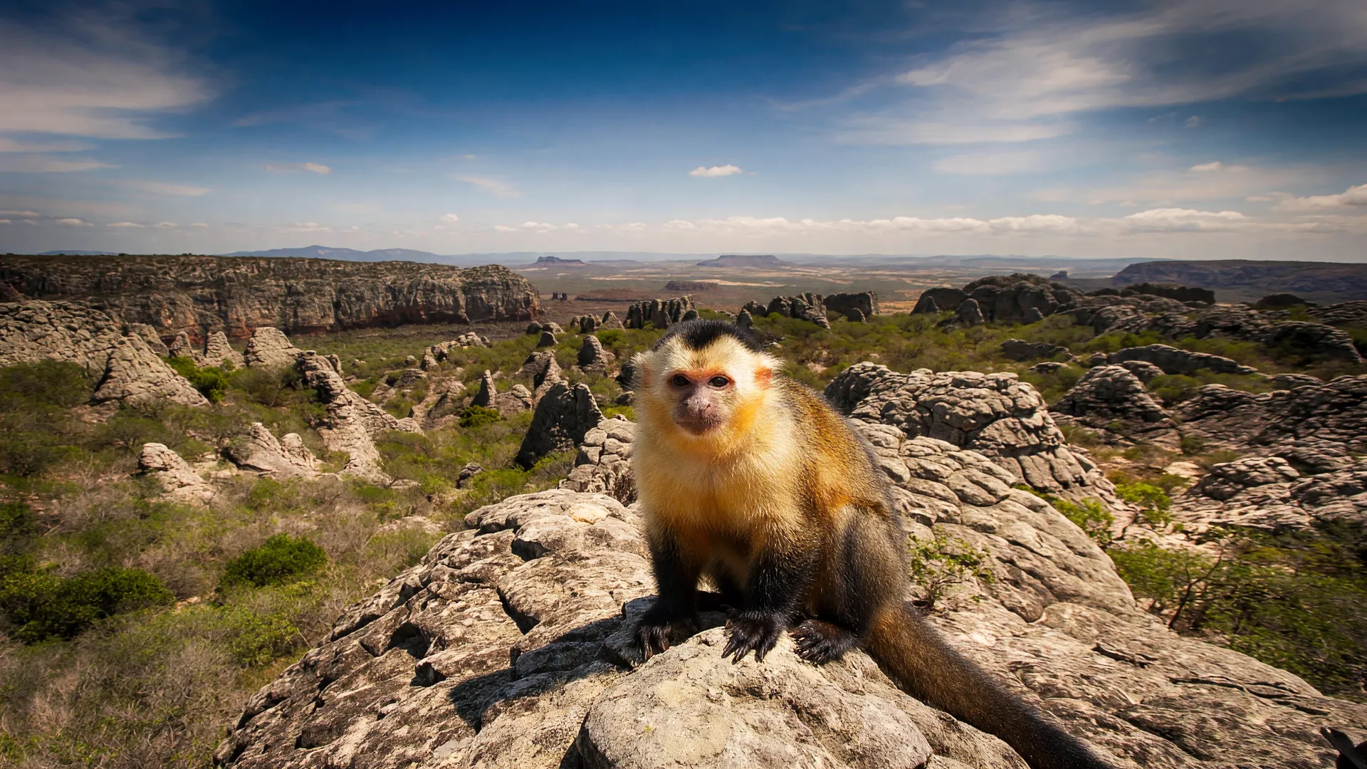 Macaco-prego-galego em Alagoas sobre rochas da Caatinga, espécie ameaçada elevada a símbolo municipal