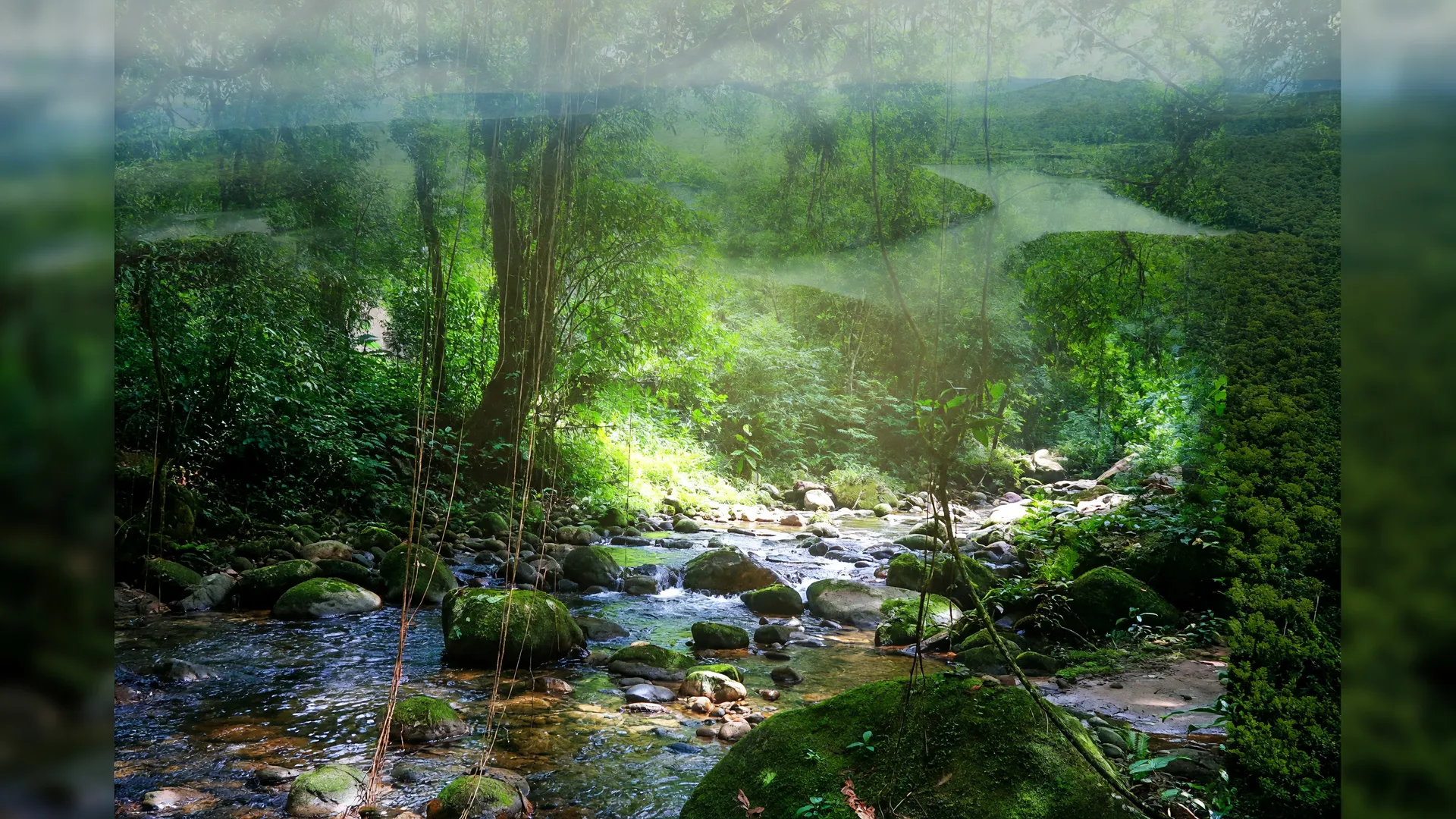 Floresta da Mata Atlântica, habitat onde foi registrada nova espécie de ave descoberta na Serra de Baturité