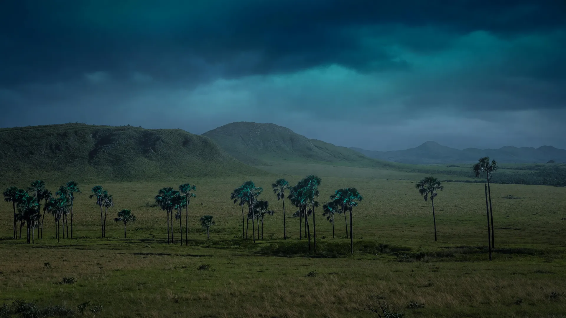 Paisagem noturna de buritis no Cerrado remete à nova espécie de rã-de-vidro no Cerrado descoberta em Goiás
