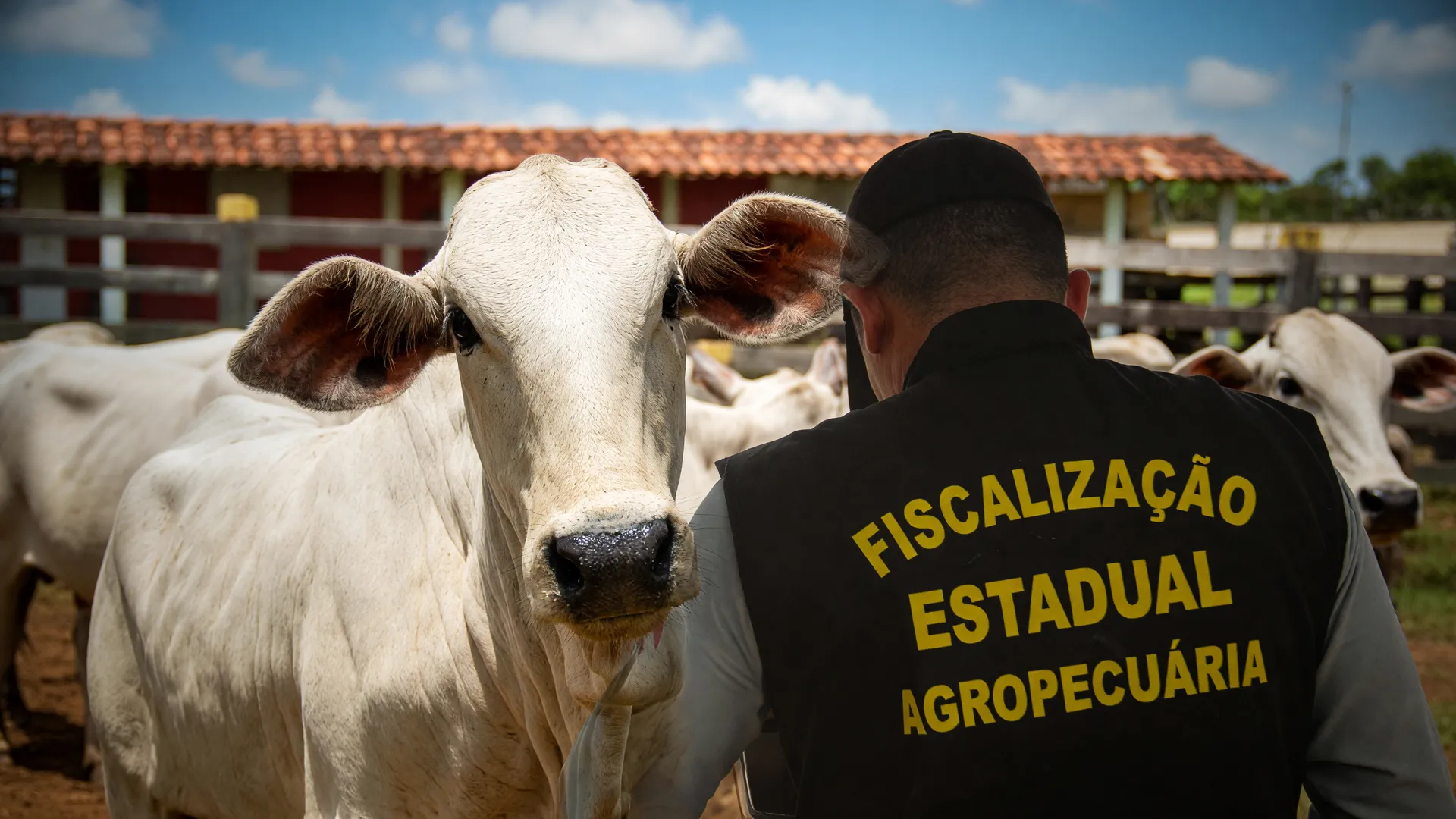 Fiscal da Adepará observa rebanho em curral, simbolizando desafios da rastreabilidade do gado no Pará