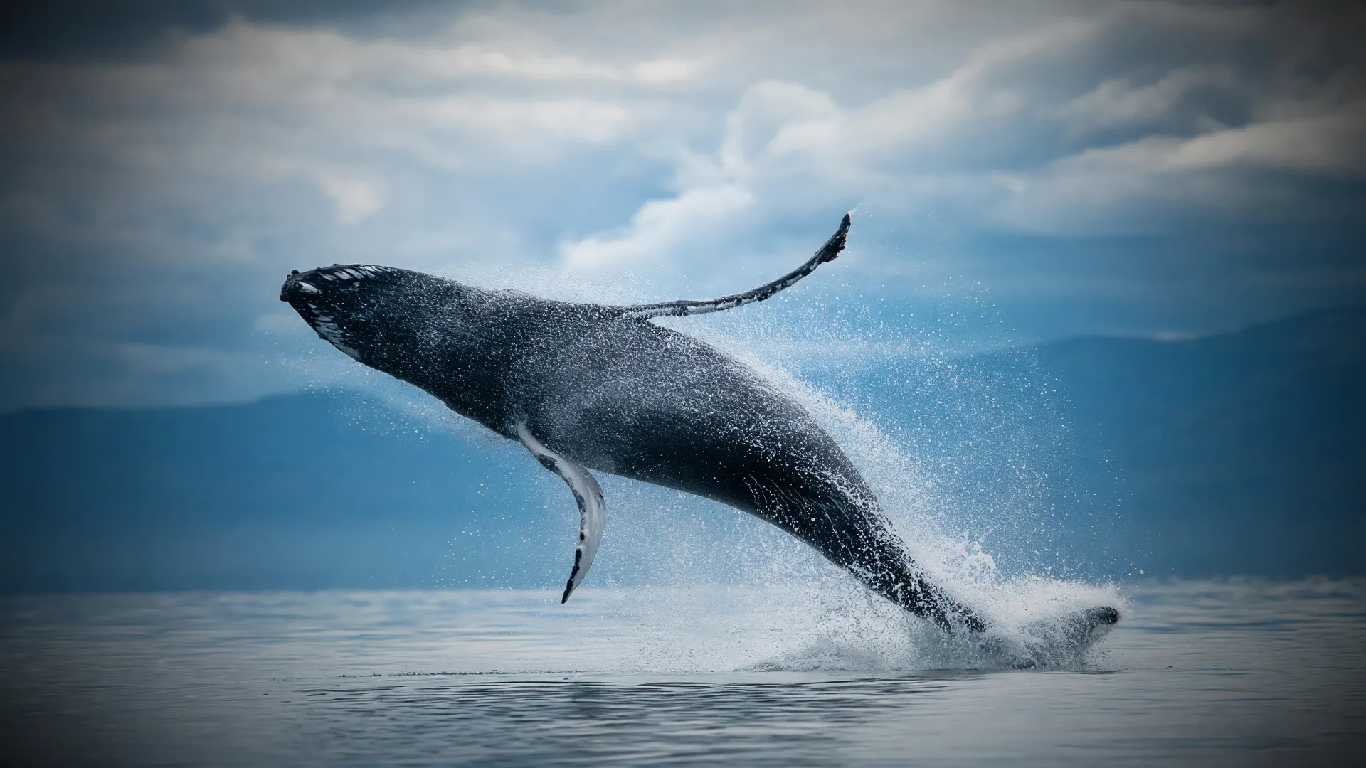 Baleia-jubarte em salto espetacular no oceano, ilustrando o rastreamento de baleias-jubarte por satélite