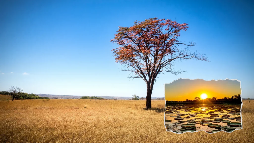 Cerrado seco com árvore solitária, símbolo da aridez Pantanal Corumbá Ladário e da perda de chuva e vegetação