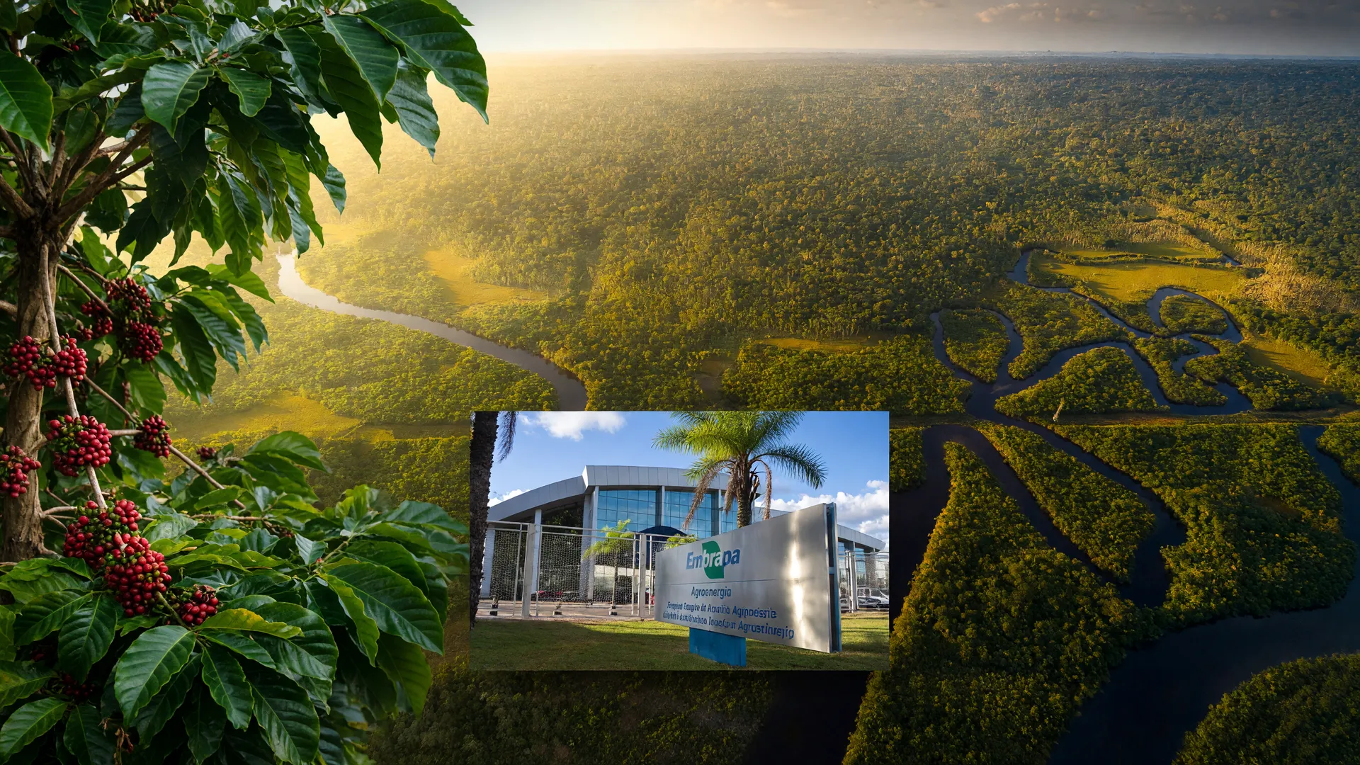 Vista aérea da floresta amazônica com rios sinuosos, ilustrando o estudo do café libérica na Amazônia