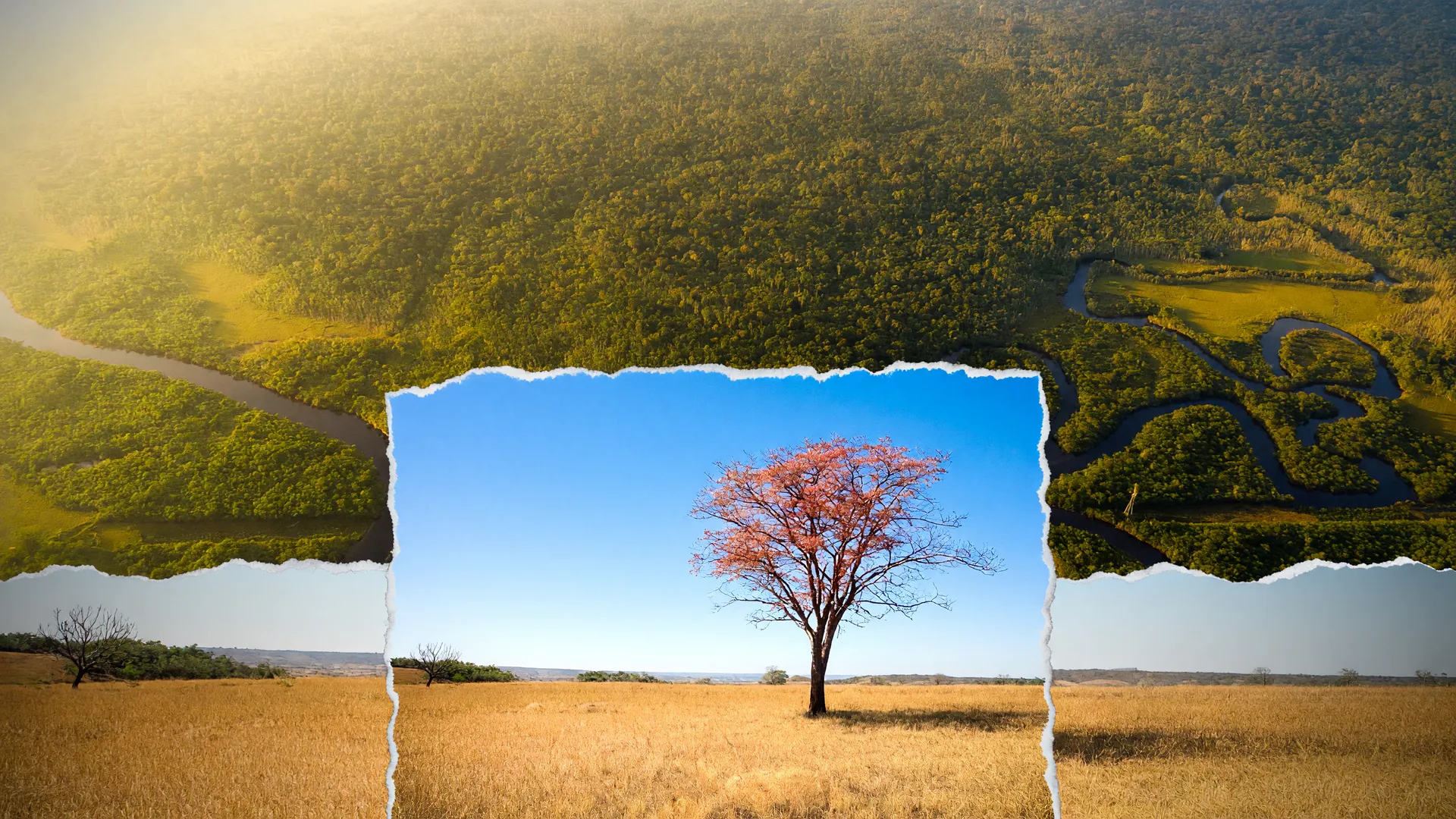 Floresta e cerrado do Brasil sob calor, ilustrando o risco das coníferas brasileiras mudanças climáticas