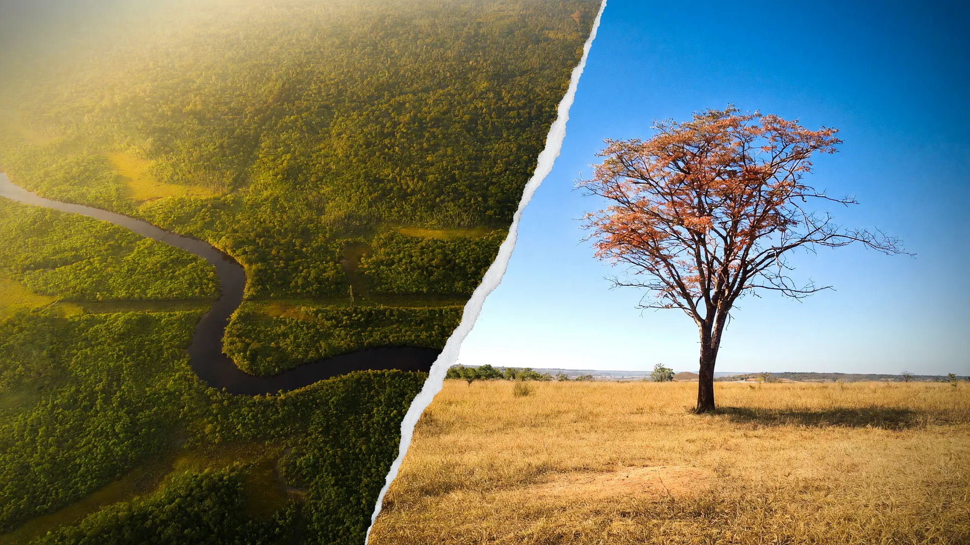 Vista aérea da floresta amazônica e do Cerrado ilustrando o desmatamento na Amazônia e Cerrado registrado pelo Inpe