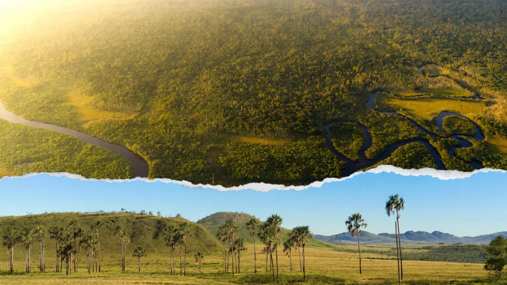 Floresta amazônica e Cerrado lado a lado ilustram empregos restauração código florestal e o potencial da vegetação excedente