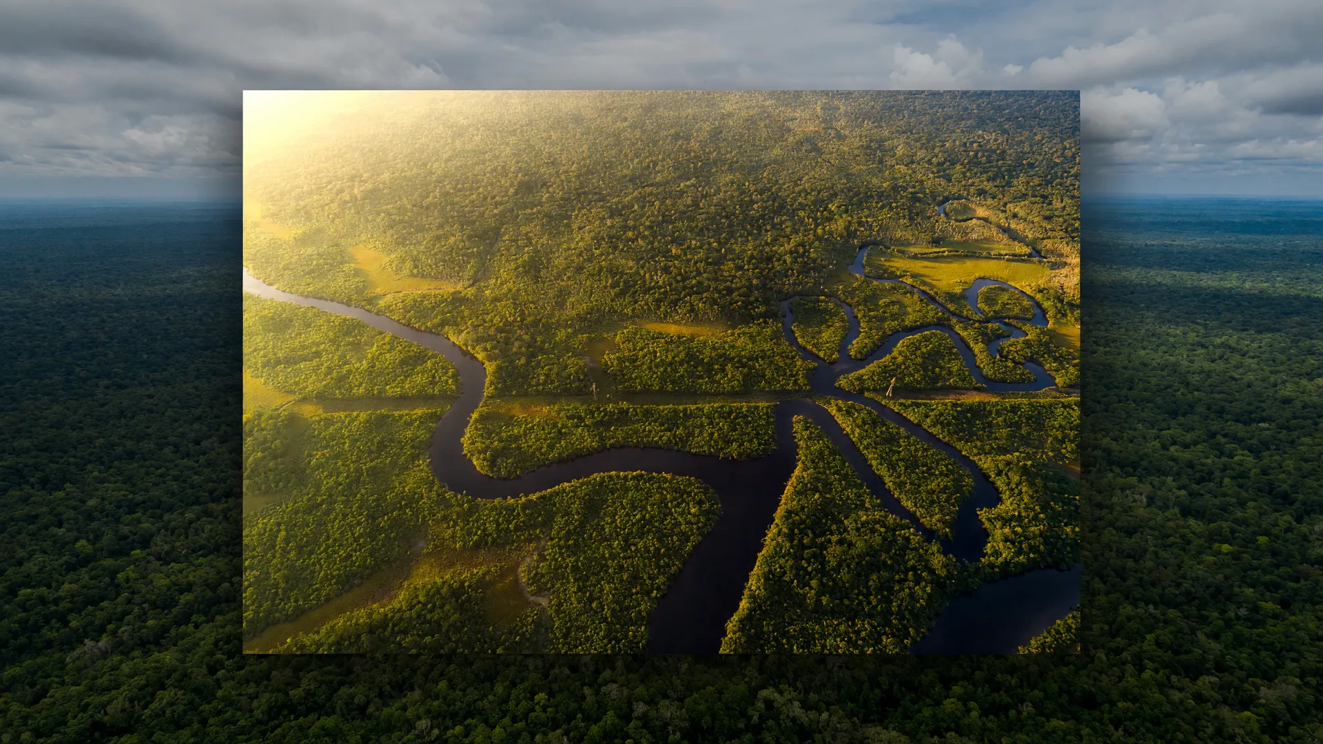 Vista aérea da floresta amazônica com rios, ilustrando estudo sobre espécies de árvores restauração Amazônia