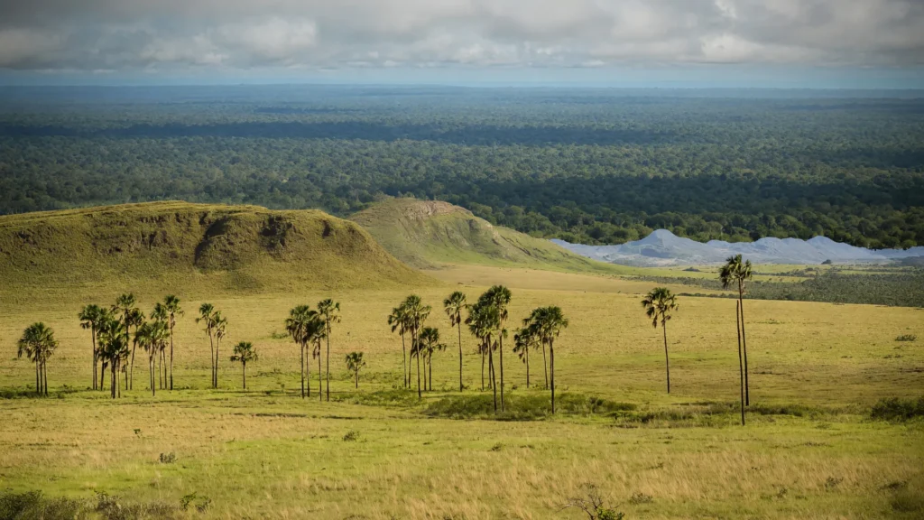 Veredas com buritis no Cerrado simbolizam o estoque de carbono do Cerrado guardado nos solos turfosos do bioma.