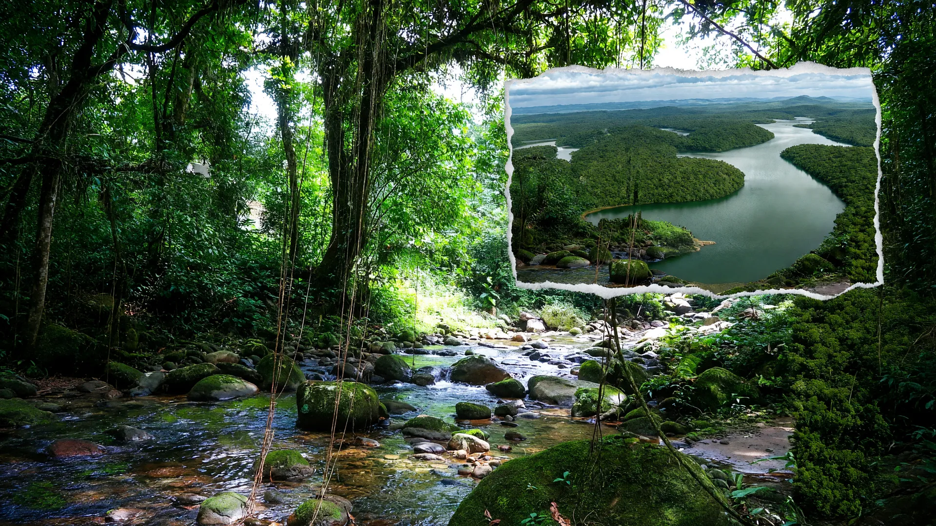 Floresta densa da Mata Atlântica com riacho entre pedras musgosas, símbolo da flora ameaçada de extinção no Brasil