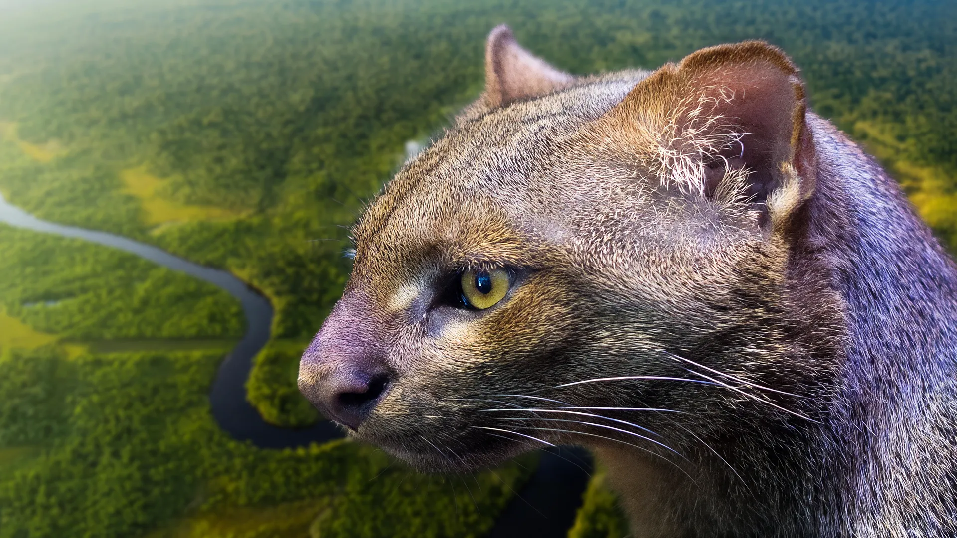 Gato-mourisco quase ameaçado pela IUCN é fotografado em floresta amazônica, que deixou de ser refúgio seguro