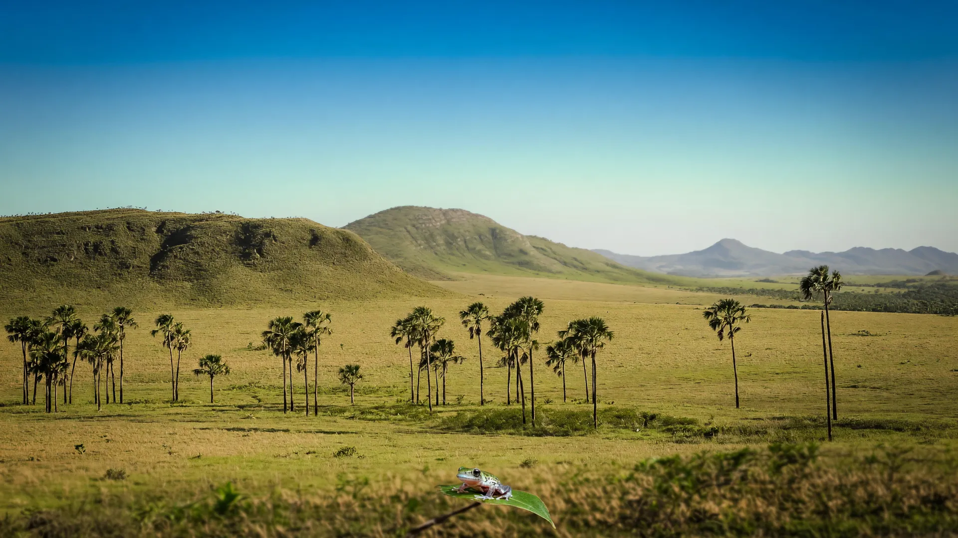 Mata de galeria e buritis do Cerrado, habitat da nova perereca-de-vidro no Cerrado, espécie com apenas dois registros