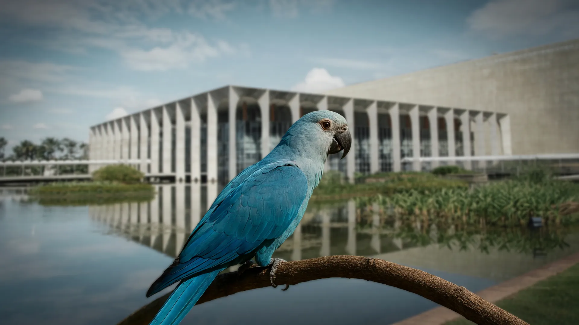 Ararinha-azul em destaque simboliza parceria Vantara ararinha-azul Brasil negociada com o Itamaraty