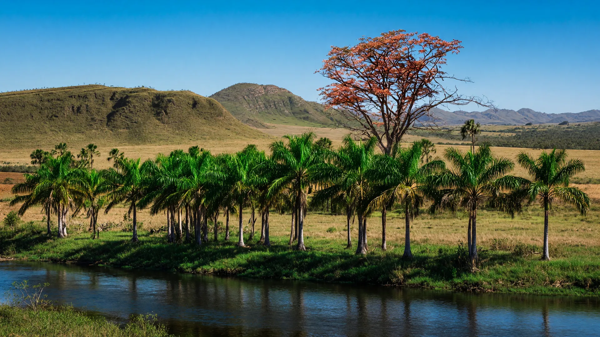 Buritis às margens de um rio no Cerrado simbolizam a perda de vegetação no Cerrado pelo avanço da agropecuária