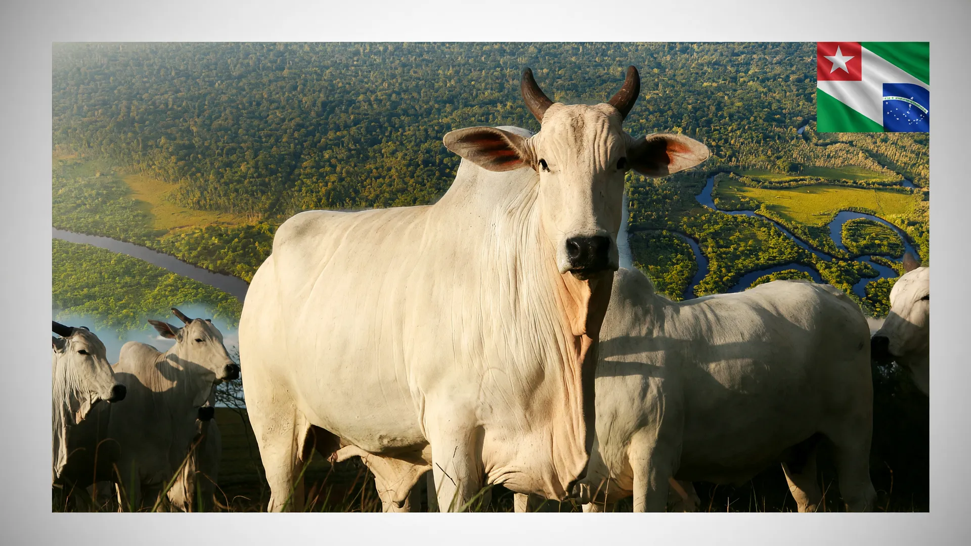 Rebanho de gado nelore em pasto na Amazônia simboliza a rastreabilidade bovina no Pará em risco