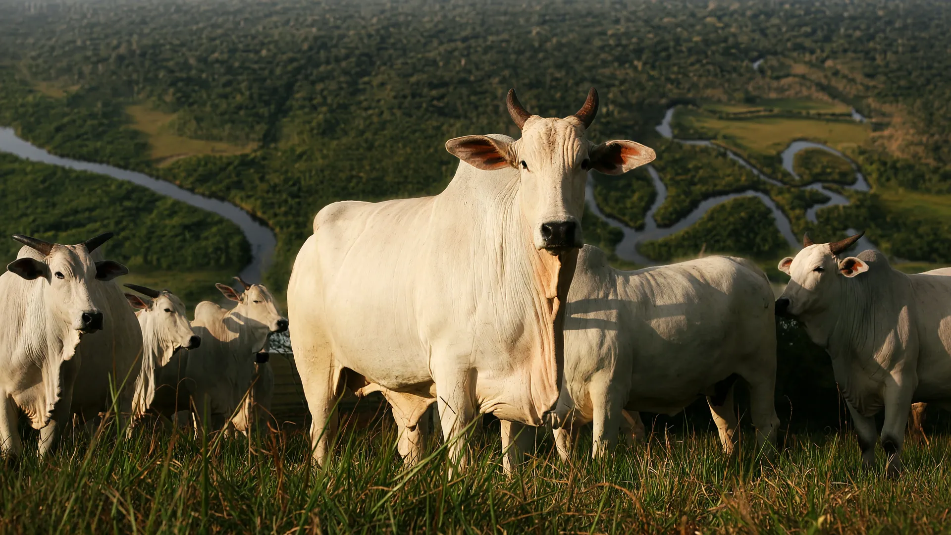 Gado nelore em pasto ao entardecer, floresta amazônica ao fundo, simbolizando a rastreabilidade do gado no Pará