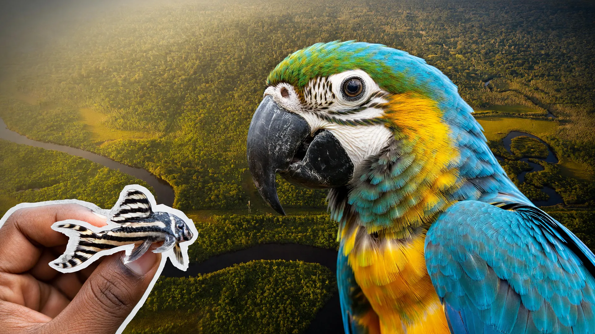 Arara-azul em primeiro plano sobre a floresta amazônica, ilustrando o tráfico de animais silvestres Amazônia